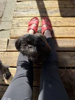 Toffee, a female Shih Tzu for sale in Yakima, WA – 3 of 4