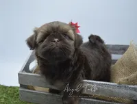 Zoey, a female Shih Tzu for sale in Yakima, WA – 3 of 5
