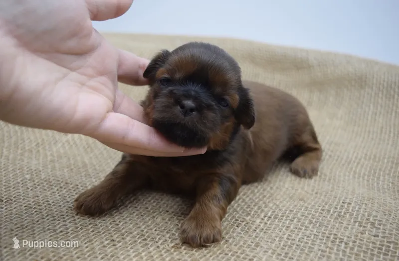 Piper – Shih Tzu puppy for sale in Yakima, WA