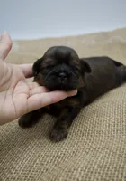 Strawberry , a female Shih Tzu for sale in Yakima, WA – 3 of 4