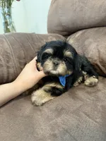 Charlie, a male Shih Tzu for sale in Yakima, WA – 5 of 5