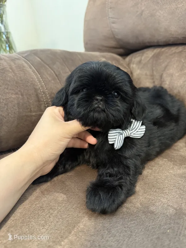 Milo – Shih Tzu puppy for sale in Yakima, WA