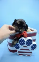 Charlie, a male Shih Tzu for sale in Yakima, WA – 3 of 4