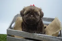 Zoey, a female Shih Tzu for sale in Yakima, WA – 4 of 5