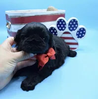 Milo, a male Shih Tzu for sale in Yakima, WA – 4 of 4
