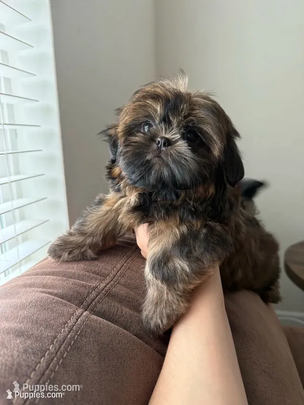 Strawberry  – Shih Tzu puppy for sale in Yakima, WA