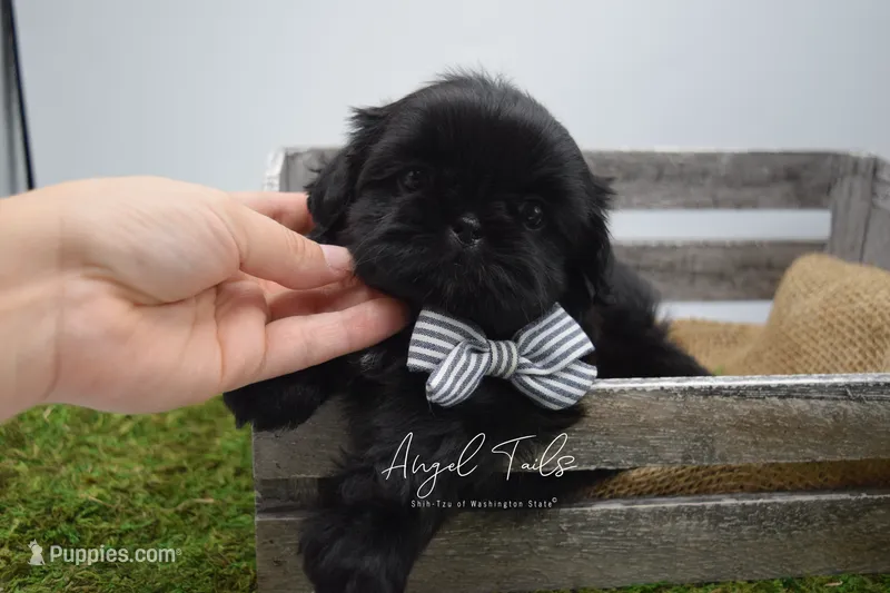 Boba – Shih Tzu puppy for sale in Yakima, WA