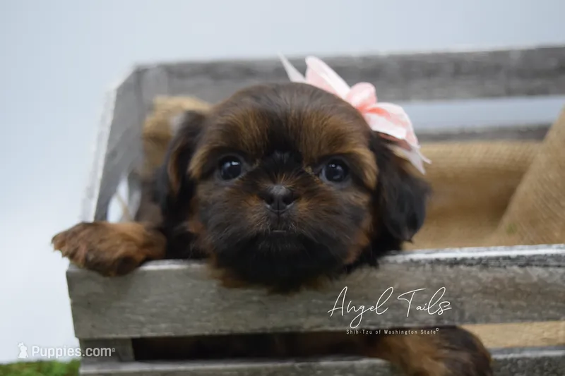 Sadie – Shih Tzu puppy for sale in Yakima, WA