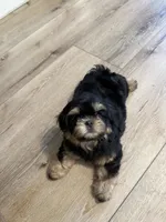 Charlie, a male Shih Tzu for sale in Yakima, WA – 1 of 5