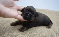 Sadie, a female Shih Tzu for sale in Yakima, WA – 3 of 3