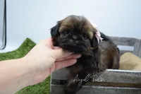 Strawberry , a female Shih Tzu for sale in Yakima, WA – 2 of 7