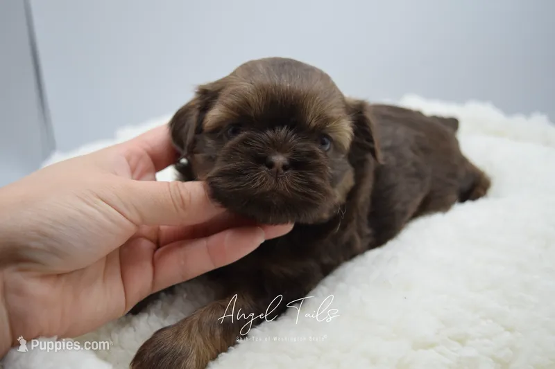 Zoey – Shih Tzu puppy for sale in Yakima, WA