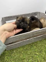 Strawberry , a female Shih Tzu for sale in Yakima, WA – 5 of 7