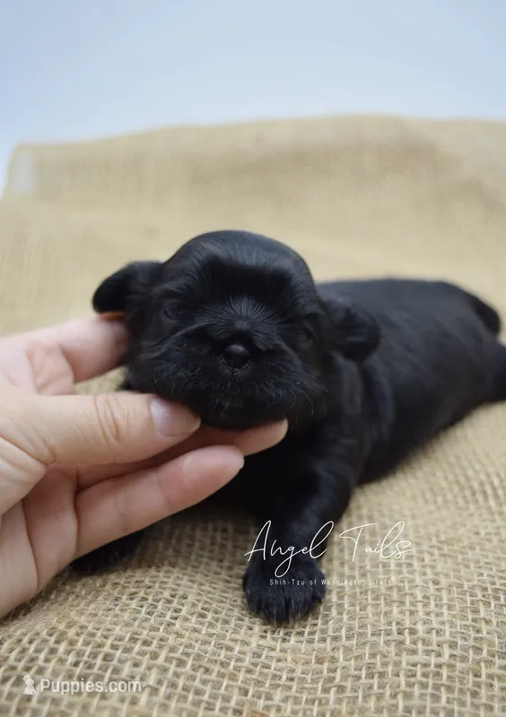 Boba – Shih Tzu puppy for sale in Yakima, WA