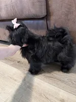 Phoebe , a female Shih Tzu for sale in Yakima, WA – Photo 5 of 5