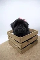 Phoebe , a female Shih Tzu for sale in Yakima, WA – Photo 4 of 5