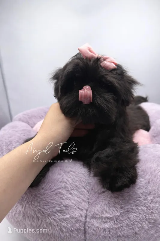 Phoebe  – Shih Tzu puppy for sale in Yakima, WA