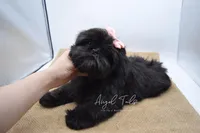 Phoebe , a female Shih Tzu for sale in Yakima, WA – Photo 3 of 5