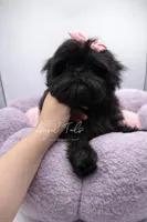 Phoebe , a female Shih Tzu for sale in Yakima, WA – Photo 2 of 5