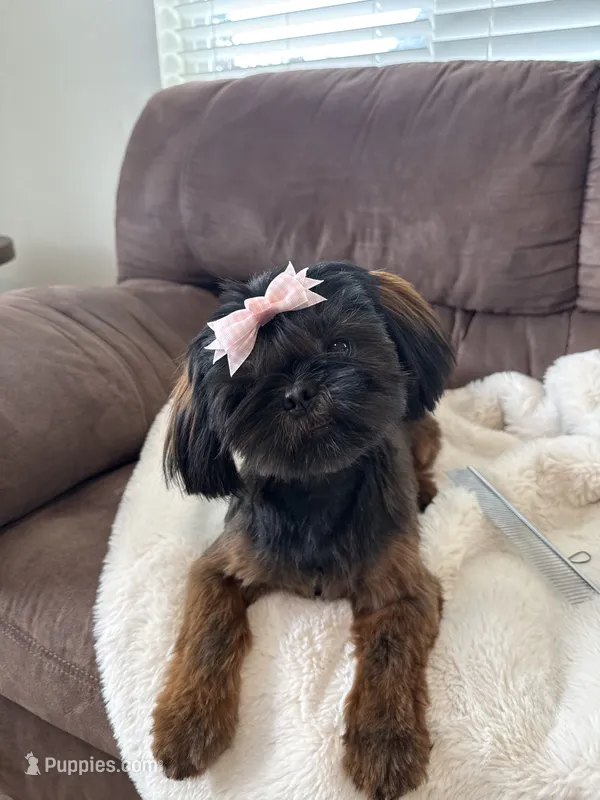 Toffee – Shih Tzu puppy for sale in Yakima, WA