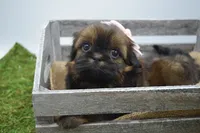 Strawberry , a female Shih Tzu for sale in Yakima, WA – 6 of 7