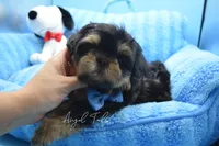 Charlie, a male Shih Tzu for sale in Yakima, WA – 3 of 5