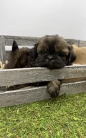 Strawberry , a female Shih Tzu for sale in Yakima, WA – 4 of 7