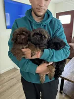 Toffee, a female Shih Tzu for sale in Yakima, WA – 2 of 4