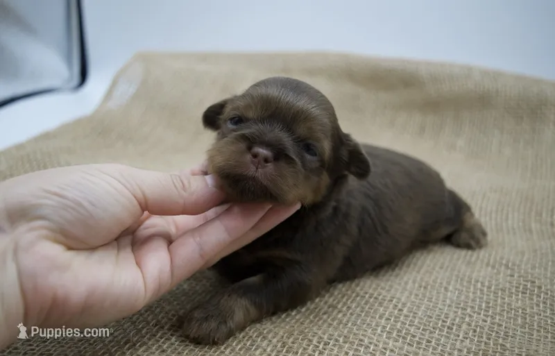 Ollie – Shih Tzu puppy for sale in Yakima, WA