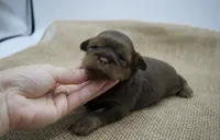 Ollie, a male Shih Tzu for sale in Yakima, WA – 1 of 3
