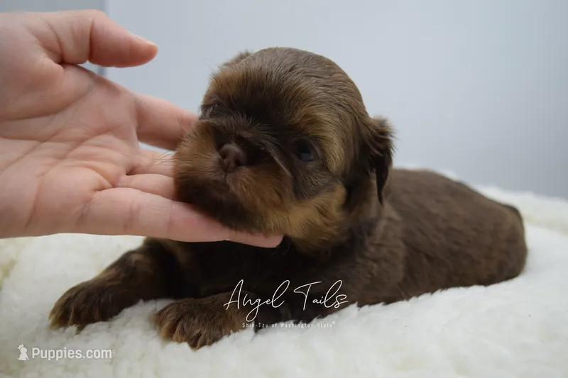 Ollie – Shih Tzu puppy for sale in Yakima, WA