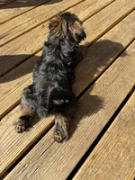 Toffee, a female Shih Tzu for sale in Yakima, WA – 4 of 4