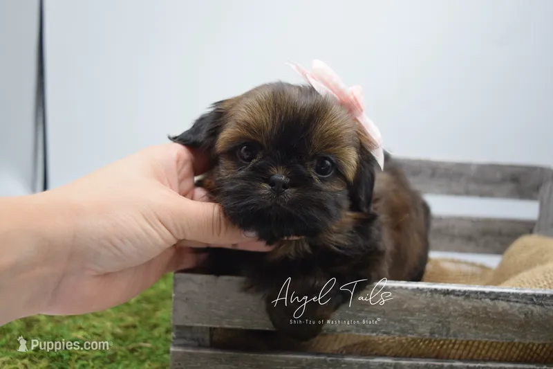 Strawberry  – Shih Tzu puppy for sale in Yakima, WA