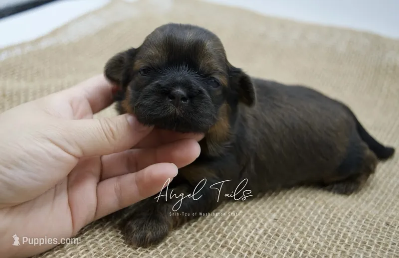 Strawberry  – Shih Tzu puppy for sale in Yakima, WA
