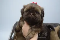 Zoey, a female Shih Tzu for sale in Yakima, WA – 5 of 5