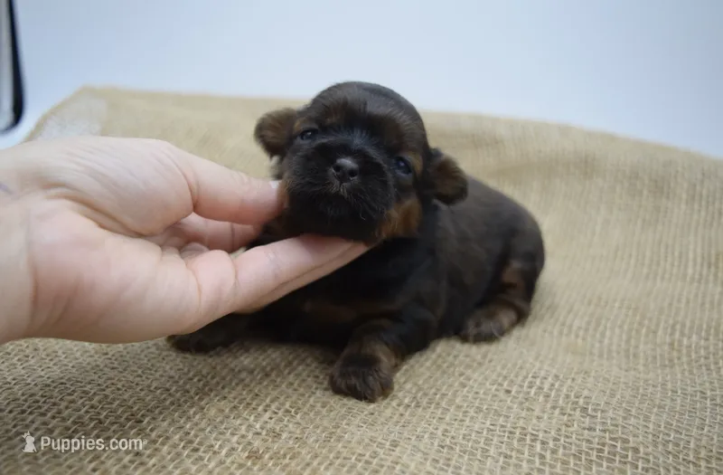 Sadie – Shih Tzu puppy for sale in Yakima, WA