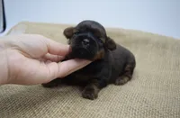 Sadie, a female Shih Tzu for sale in Yakima, WA – 1 of 3