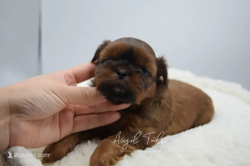 Piper – Shih Tzu puppy for sale in Yakima, WA
