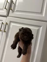 Snickers, a male Shih Tzu for sale in Yakima, WA – 5 of 5