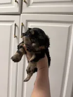 Charlie, a male Shih Tzu for sale in Yakima, WA – 4 of 4