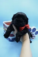 Milo, a male Shih Tzu for sale in Yakima, WA – 2 of 4