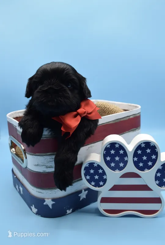 Milo – Shih Tzu puppy for sale in Yakima, WA