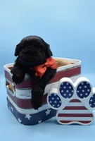Milo, a male Shih Tzu for sale in Yakima, WA – 1 of 4