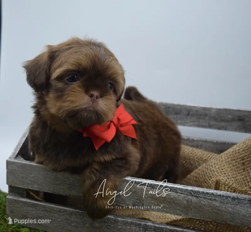Ollie – Shih Tzu puppy for sale in Yakima, WA