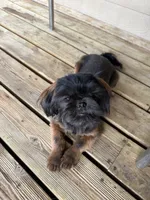 Toffee, a female Shih Tzu for sale in Yakima, WA – 1 of 4