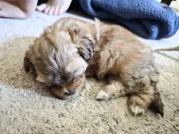 Leo, a male Shihpoo for sale in Gate City, VA – 3 of 3