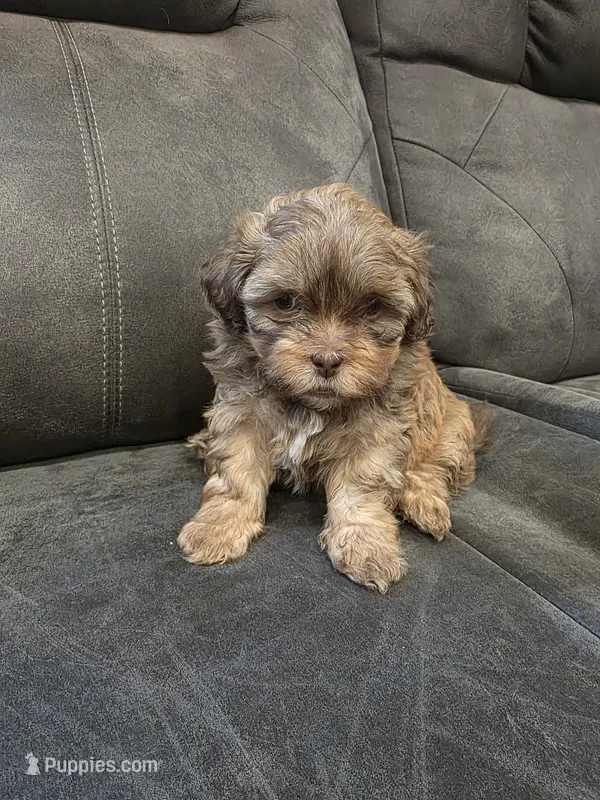 Brownie – Shihpoo puppy for sale in Gate City, VA