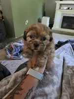 Sunny, a female Shihpoo for sale in Gate City, VA – 2 of 5