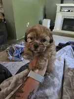Sunny, a female Shihpoo for sale in Gate City, VA – 3 of 5