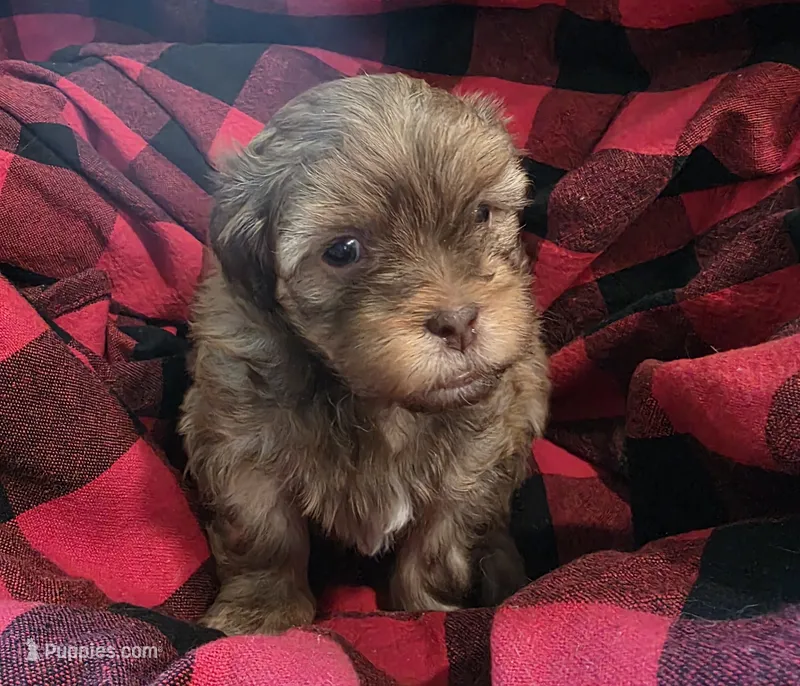 Brownie – Shihpoo puppy for sale in Gate City, VA